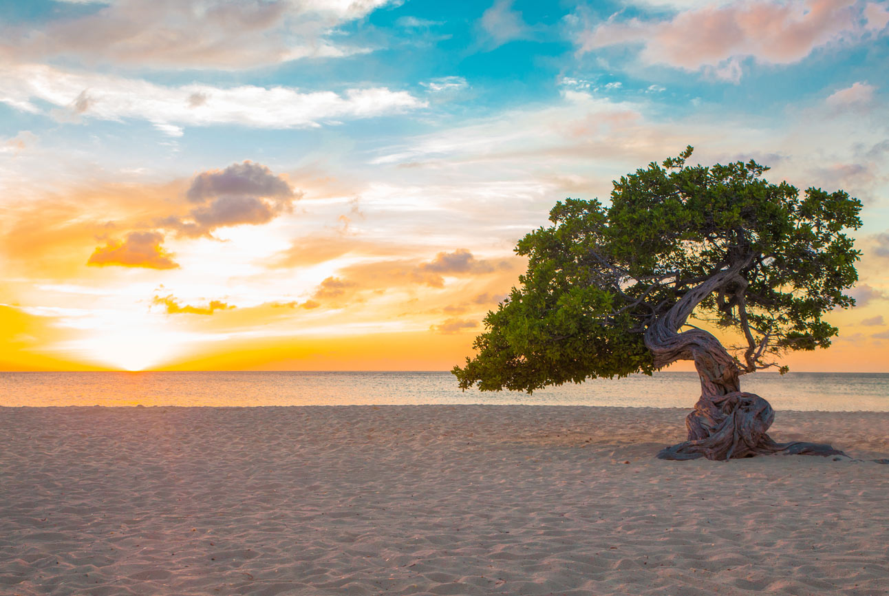 Aruba Royal Resorts Caribbean Destination