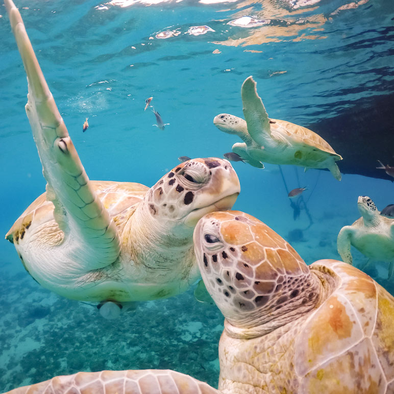 Top 10 reasons to visit Curacao